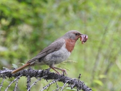 Turdus ruficollis