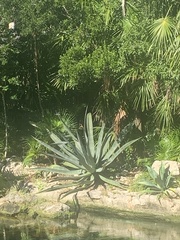 Agave