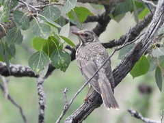 Turdus ruficollis