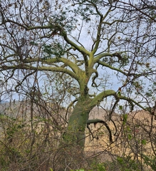 Ceiba trischistandra