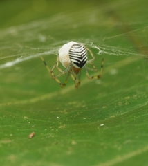 Theridion zonulatum