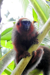 Plecturocebus discolor