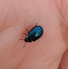 Plagiodera versicolora