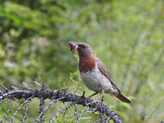 Turdus ruficollis
