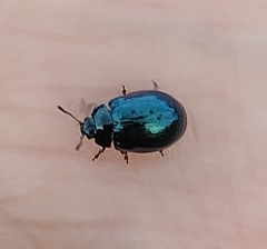 Plagiodera versicolora