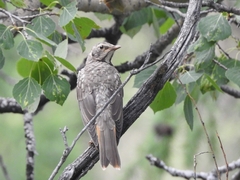 Turdus ruficollis