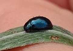 Plagiodera versicolora