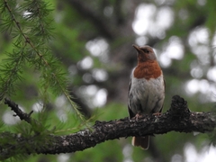 Turdus ruficollis