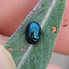 Plagiodera versicolora