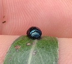 Plagiodera versicolora