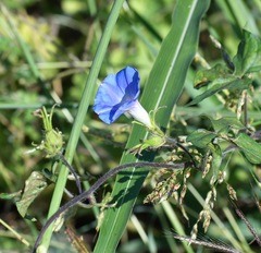 Ipomoea hederacea