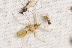 Ploeogaster