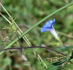 Ipomoea hederacea