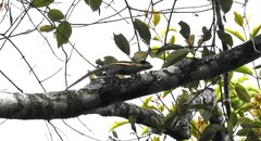 Tamiops mcclellandii