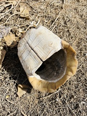 Testudo graeca
