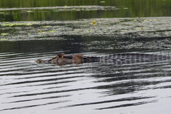 Melanosuchus niger