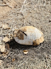 Testudo graeca