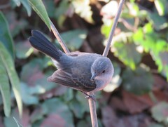 Serpophaga nigricans