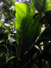 Manicaria saccifera