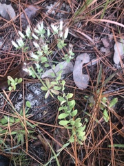 Sericocarpus tortifolius