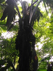 Manicaria saccifera
