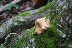 Trichoderma peltatum