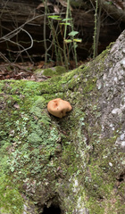 Trichoderma peltatum