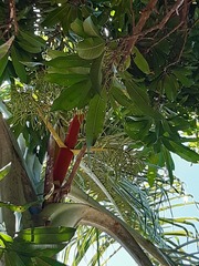 Colea