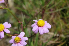 Senecio umbellatus