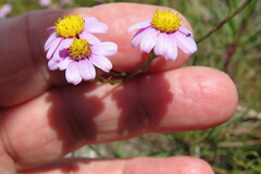 Senecio umbellatus