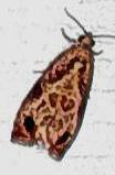 Olethreutes