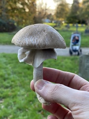 Agaricus hondensis