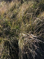 Carex barbarae