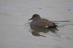 Mareca strepera strepera