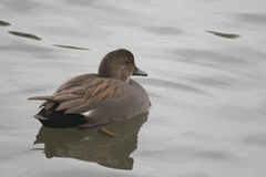 Mareca strepera strepera