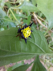 Macracantha hasselti