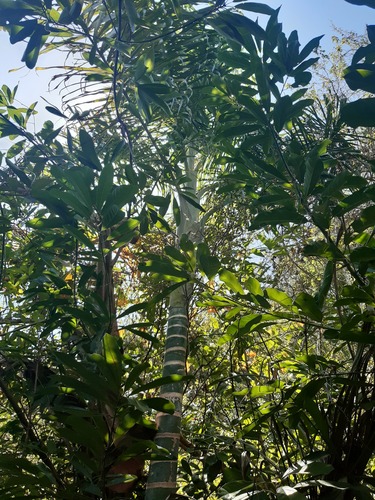 Dypsis image