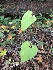 Aristolochia californica