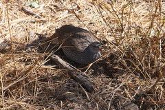 Pternistis natalensis