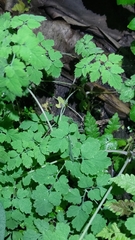 Corydalis