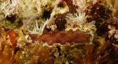 Halgerda tessellata