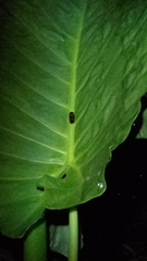 Okiscarta uchidae