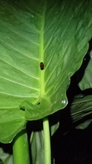 Okiscarta uchidae