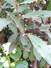 Laurus nobilis