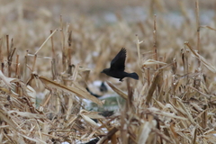 Euphagus cyanocephalus