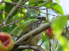 Saltator similis