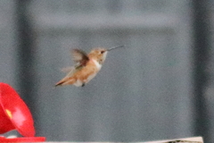 Selasphorus rufus