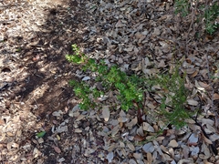 Arctostaphylos sensitiva
