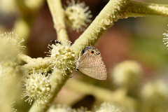 Jamides bochus formosanus