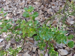 Arctostaphylos sensitiva